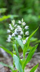 Obraz premium Sword-leaved Helleborine - Cephalanthera longifolia