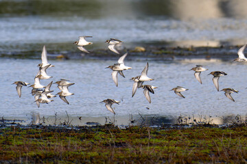 Sandregenpfeifer und Alpenstrandläufer im Flug an der Ostsee