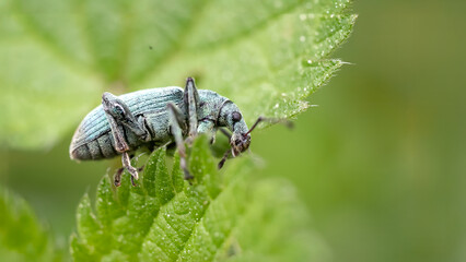 Nettle weevil - Phyllobius argentatus