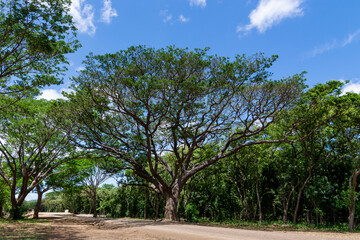 Un gigantesco &aacute;rbol contiguo a camino en el pac&iacute;fico sur de Nicaragua