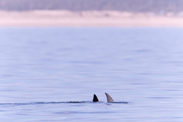 Fototapeta premium Mobula Rays in Baja Mexico