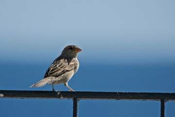 Sparrow on a metal fence against the background of the sea