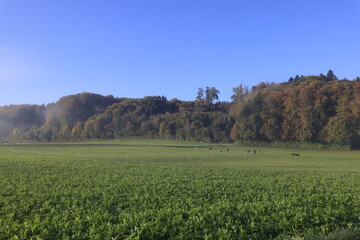 Fototapeta premium landschaft schweiz herbst nebel blauer himmel