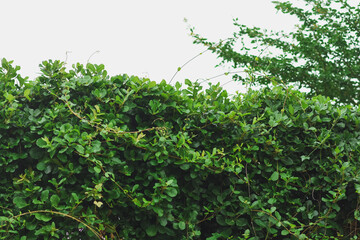 Green ivy with leaves on white background