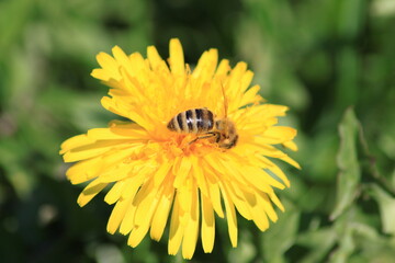 Pszczoła i mlecz  © Marcin