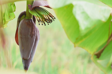Banana flowers, bananas on the tree © Aphisith