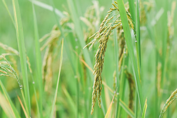 Close-up of rice ears in a field