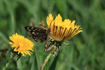 Mlecz i motyl  © Marcin