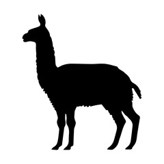 Llama silhouette on transparent background