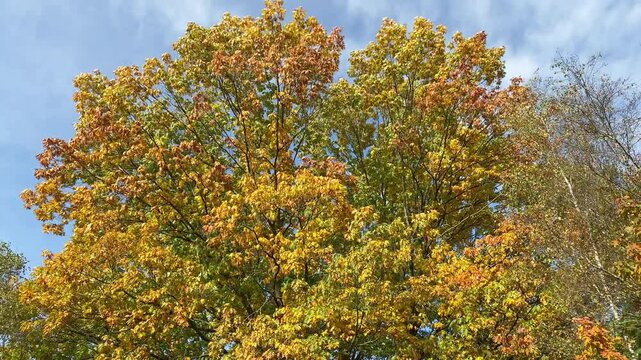 Beautiful oak tree in full autumn colors, gently moved by the wind in a peaceful forest setting. Static shot.
