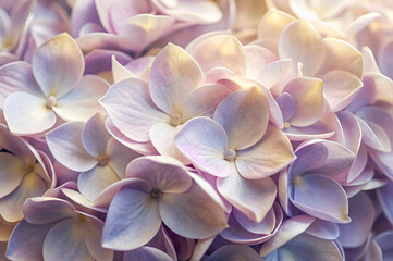 A close-up of delicate, pale purple flowers with soft petals, creating a lush and dreamy floral arrangement.