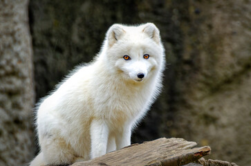 An Artic Fox watching me.
