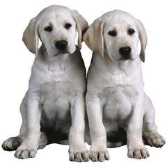 Cute-White-Dog-Couple-Puppy Png