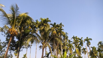 Low angle view of coconut palm trees with green foliage against a clear blue sky