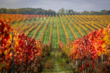 Autumn landscape around Bordeaux vineyards, Bordeaux Vineyard at sunrise in autumn, Entre deux...