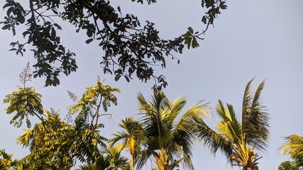 Low angle view of coconut palm trees with green foliage against a clear blue sky