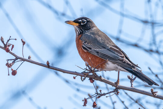 American robin in crab apple tree 6