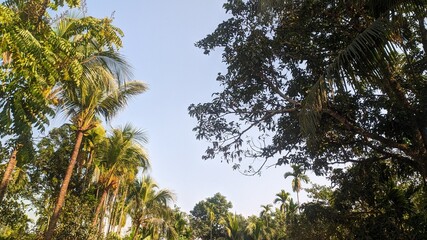 Low angle view of coconut palm trees with green foliage against a clear blue sky
