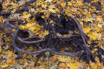 Camera captures vibrant autumn leaves scattered over exposed tree roots, creating a natural pattern. The scene embodies nature's transition and organic complexity.