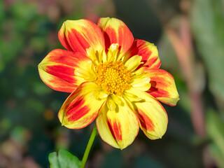 Orange and yellow Dahlia flower, variety Pooh