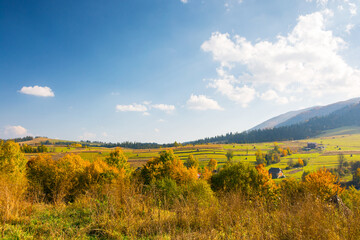 Fototapeta premium forest in colorful foliage. rolling hills. mountainous countryside landscape of ukraine on a sunny afternoon in autumn. fall season in carpathian mountains. rustic sustainability in rural scenery