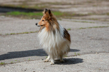 Beautiful fluffy Sheltie dog on the street.
