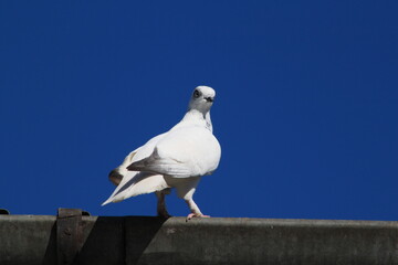 Gołąb na tle nieba © Marcin