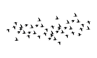 Birds Are Flying Silhouette Design. 
