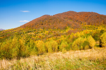 mountain landscape with deciduous forest in autumn. beautiful view. weekend getaway on a sunny day. fall season in transcarpathia. grassy meadow. uzhanian park scenery