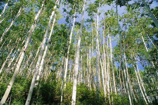 Forest of Aspen trees stretch to the blue sky above, Pelican Rapids, in Northern Alberta, near Fort Smith, NWT; Alberta, Canada
