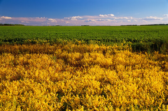 Field of weeds on the Canadian Prairies; Manitoba, Canada