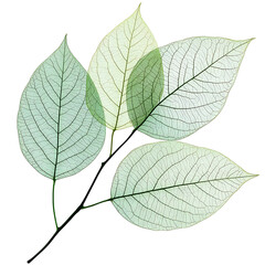 Obraz premium Green leaves