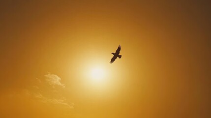 Fototapeta premium Bird silhouette flying against a golden-orange sunset, with the sun dipping below the horizon, casting a calming glow across the sky.