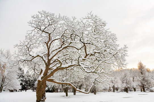 Snow-covered trees in a park at twilight - Powered by Adobe