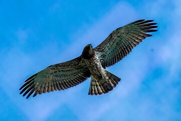 Un  biancone in volo esplora la campagna in cerca di prede.