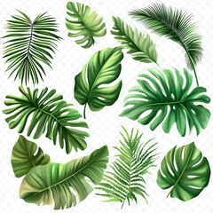 Set of tropical leaves on white background