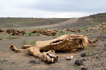Cementerio de camellos en el desierto de Merzouga