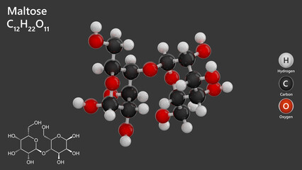 Molecule: Maltose. Malt sugar. Molecular structure. Formula: C12H22O11. Chemical model: Ball and stick. Gray background. 3D illustration.