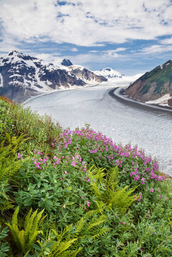 Wildflowers and plants grow along Salmon Glacier in the Boundary Ranges near Stewart, British Columbia, Canada; British Columbia, Canada