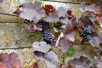 Macro image of black Grapes growing against a wall, Lincolnshire England
