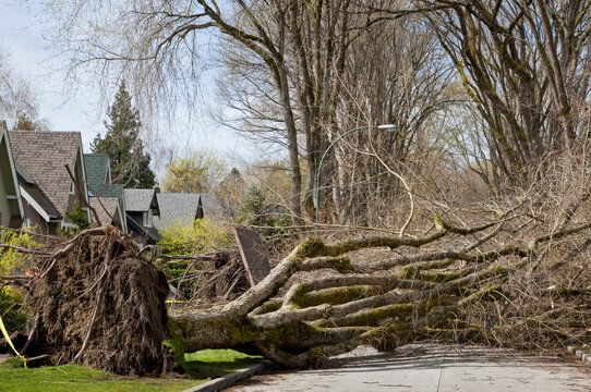 Uprooted tree after a windstorm, fallen and blocking a street; Vancouver, British Columbia, Canada