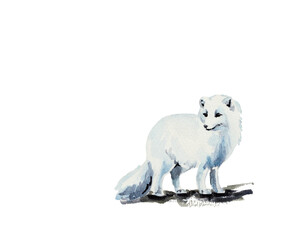Arctic animals - white fox. Illustration painted with watercolors on paper