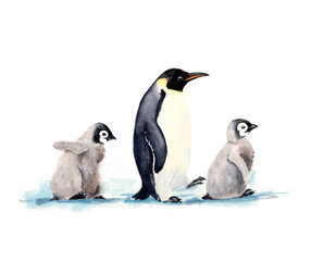 Arctic animals - emperor penguin. Illustration painted with watercolors on paper