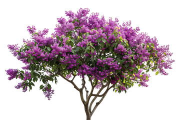Fototapeta premium A colorful jacaranda tree adorned with clusters of vivid purple flowers isolated on a white background, Flowers tree images tree plant images decorated flowe isolated on transparent.