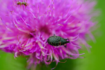 Ein Rüsselkäfer auf einer Distelblüte © Joachim