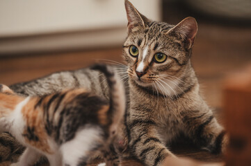 Expressive Tabby Cat with White nose Stripe