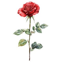 vibrant red rose with lush green leaves, watercolor style