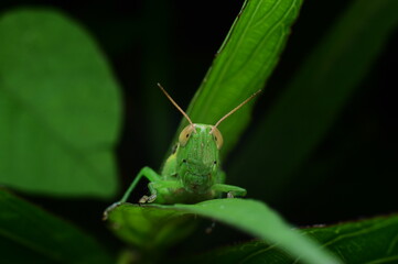 Close-Up of a Green Grasshopper on a Leaf