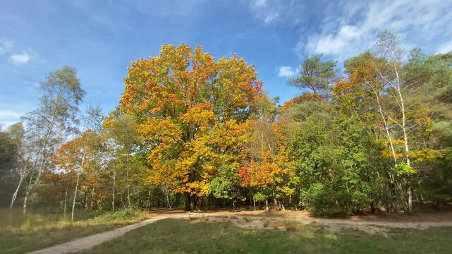 Autumn-colored tree branches moving softly in the wind under a blue sky, along a forest path. Static shot.