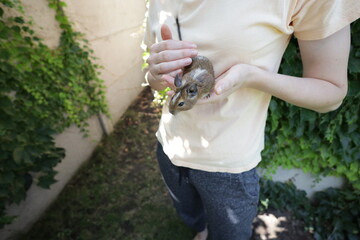 Woman playing with a degu squirrel
